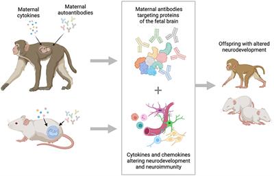 Maternal Immune Dysregulation and Autism–Understanding the Role of Cytokines, Chemokines and Autoantibodies